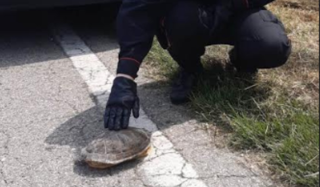 Giorgina, la tartaruga 20enne salvata dai Carabinieri di San Giorgio Bigarello