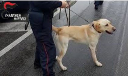 Spacciatore trovato in possesso di cocaina: scoperto grazie a Grom il labrador