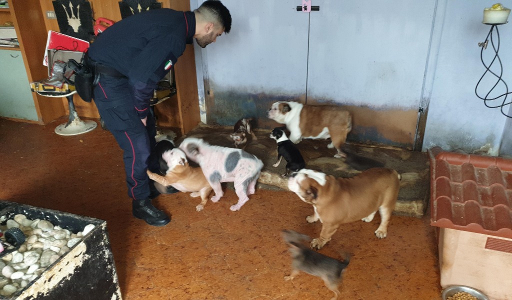 Traffico di cuccioli: scoperto allevamento abusivo di cani di “razza” provenienti dall’Est FOTO