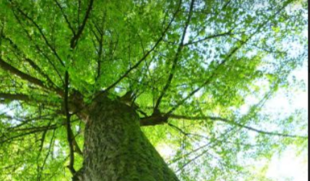 Il Parco delle Bertone riapre al pubblico il 14 giugno 2020