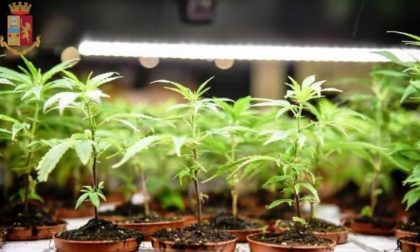 Al posto dei pomodori coltivava marijuana: 32enne mantovano nei guai