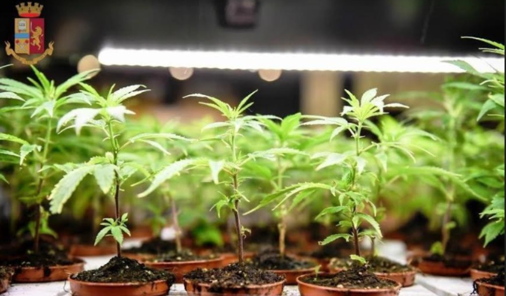 Al posto dei pomodori coltivava marijuana: 32enne mantovano nei guai