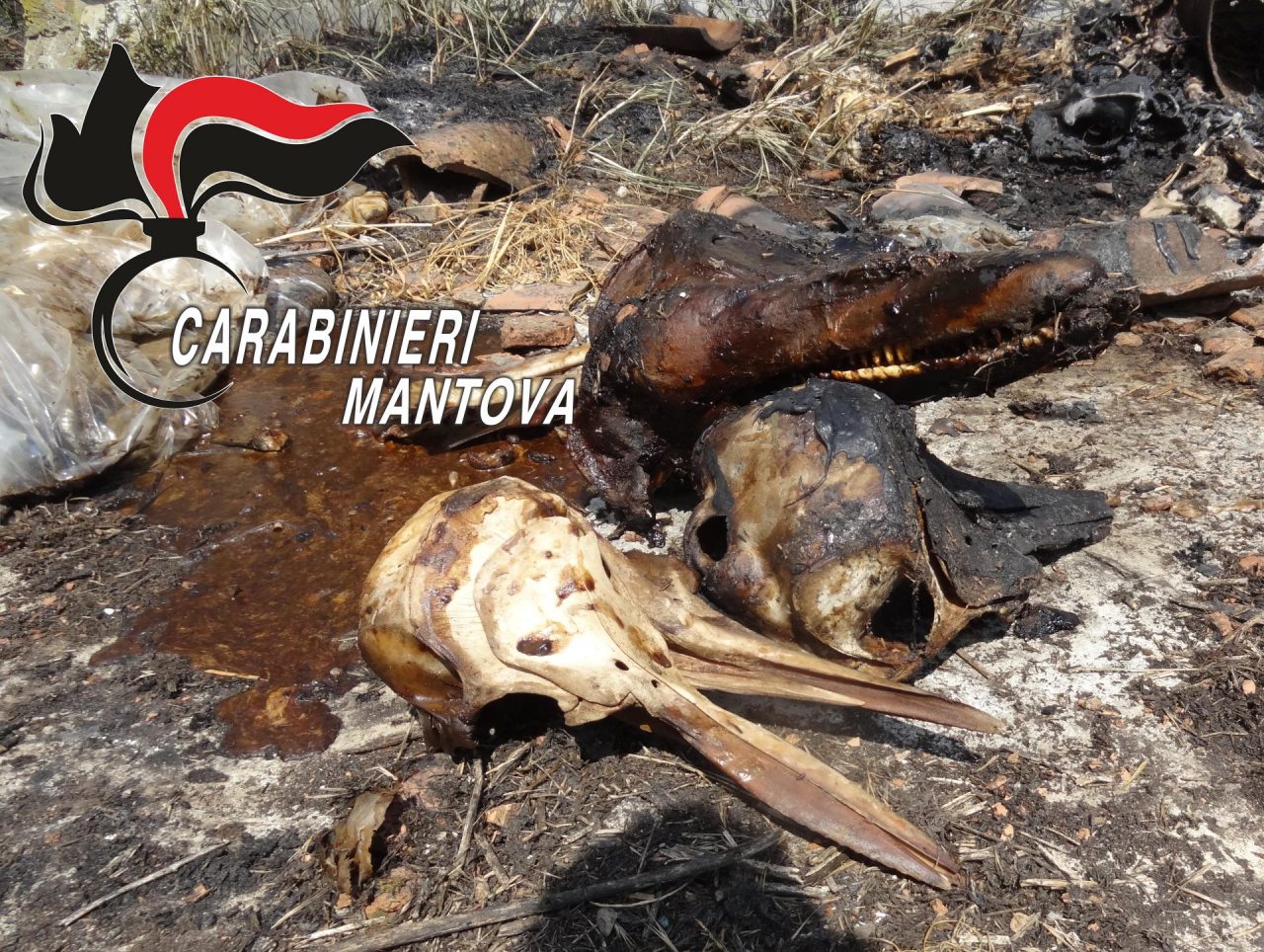 Scoperto capannone degli orrori: professore custodiva centinaia di carcasse animali e uno scheletro umano FOTO E VIDEO