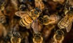 Moria di api nella Bassa: mistero su 5 milioni di insetti impollinatori avvelenati