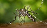 Dengue a Mantova, partono le operazioni di disinfestazione e prevenzione
