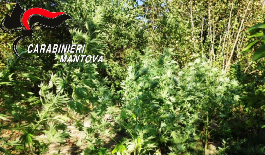 Dietro la Madonna c’era la “Maria” (juana): scoperta piantagione nascosta