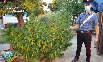 Blitz antidroga, sequestrate 530 piante di marijuana: in manette un 47enne FOTO