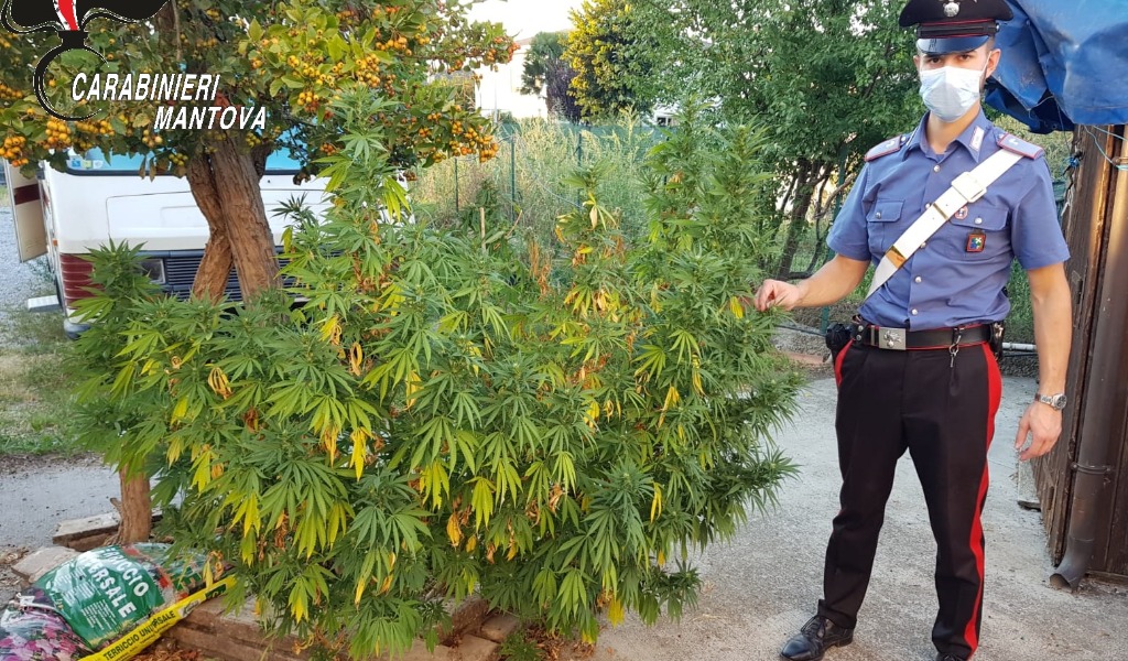 Blitz antidroga, sequestrate 530 piante di marijuana: in manette un 47enne FOTO