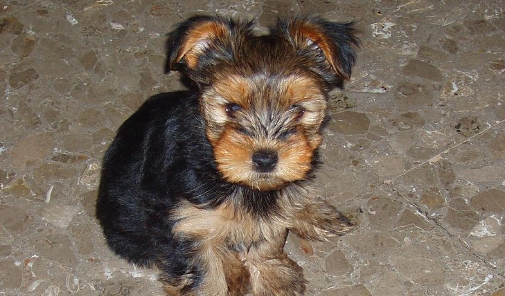 Denunciata ladra di cuccioli di razza: è stata vista mentre si allontanava con “la refurtiva”