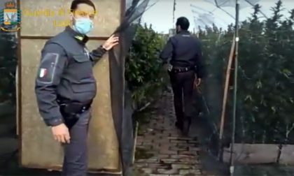 Il video della piantagione di marijuana (non legale) più grande d’Italia