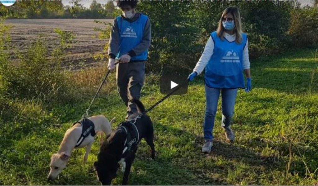 Virus e animali: 200 cuccioli con i padroni malati presi in carico dai volontari TRE STORIE DI SOLIDARIETA’ – VIDEO