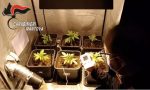 Trovata una mini serra con piantine di cannabis in un garage VIDEO