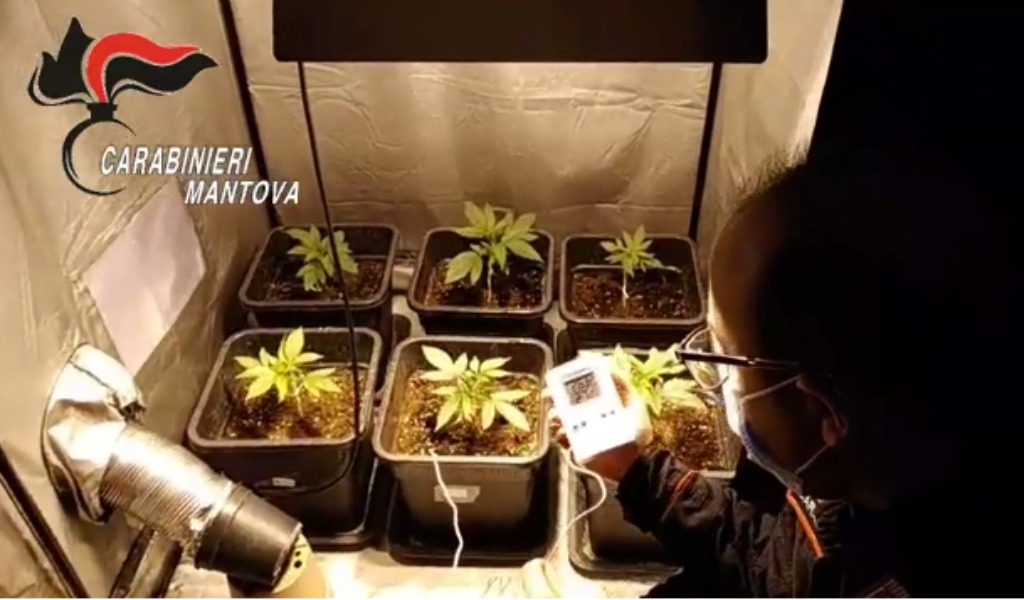 Trovata una mini serra con piantine di cannabis in un garage VIDEO