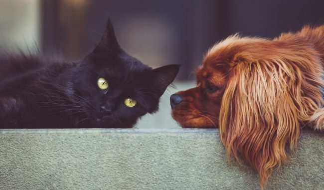 I volontari si prendono cura di cani e gatti rimasti soli in attesa dei padroni malati di Covid