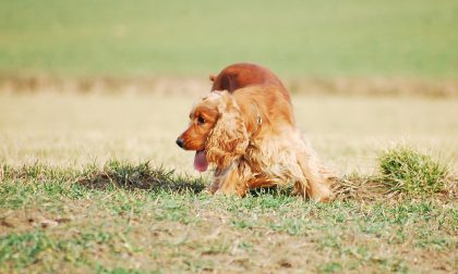 Passeggiare con il cane: regole e comportamenti in vigore da oggi