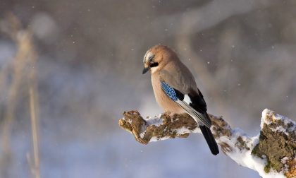 Arriva il freddo e forse anche una prima timida neve | Previsioni meteo