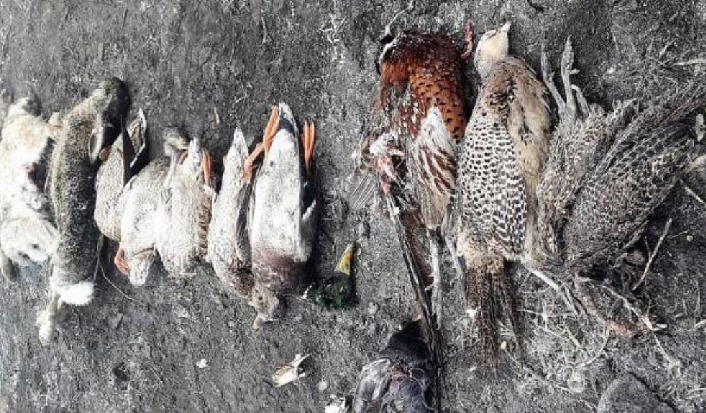 Agricoltore “esasperato dalle nutrie” fa strage di animali selvatici con mais avvelenato, ma le alternative c’erano