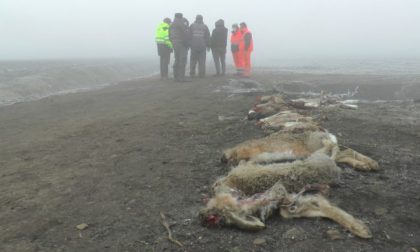 80enne mantovano avvelena e uccide centinaia di animali selvatici: ma non dovevamo essere migliori?