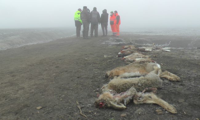 80enne mantovano avvelena e uccide centinaia di animali selvatici: ma non dovevamo essere migliori?