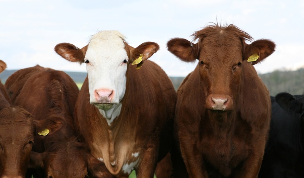 Si fingono legali rappresentanti di una società e acquistano 20 bovini con assegni scoperti