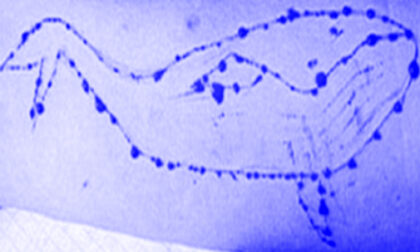 Aveva trascinato nell’incubo Blue Whale una ragazzina costringendola a sfide estreme: 25enne condannata