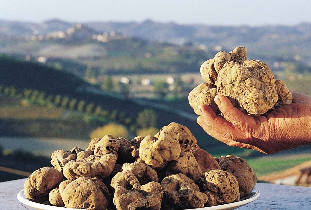 “Tartufo, è ora di cambiare le regole”: la proposta di legge di Antonella Forattini