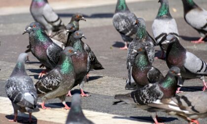 La Lombardia apre la caccia al piccione: 20mila uccelli da abbattere