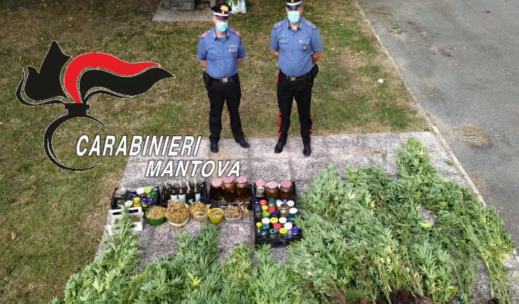 Una piantagione di marijuana nel cortile di casa, sequestrate 53 piante di cannabis