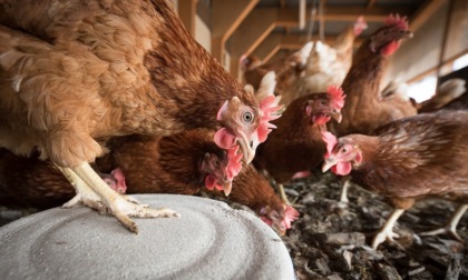 Aviaria, è allarme anche nel Mantovano: focolaio in un allevamento di galline ovaiole