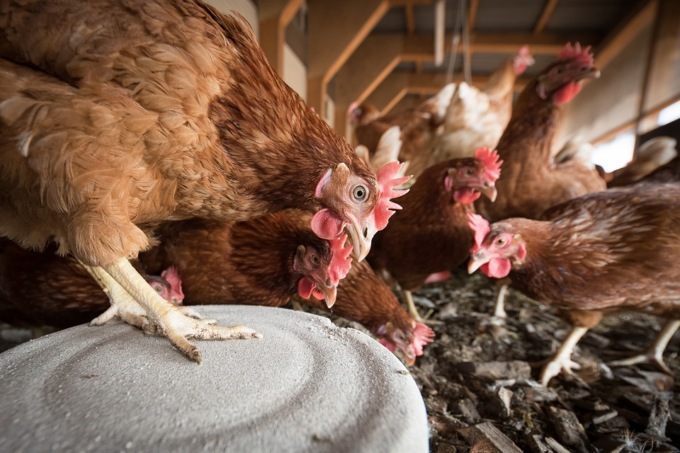 Aviaria, è allarme anche nel Mantovano: focolaio in un allevamento di galline ovaiole