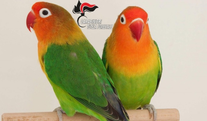 Allevamento abusivo di pappagalli in un box: amara scoperta a Medole