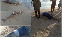 Delfino spiaggiato muore  sulla riva del mare
