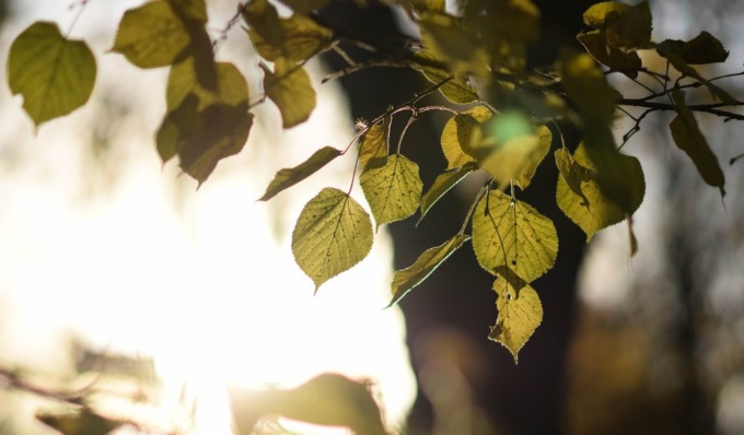 A Gonzaga parte il piano di manutenzioni straordinarie del patrimonio arboreo