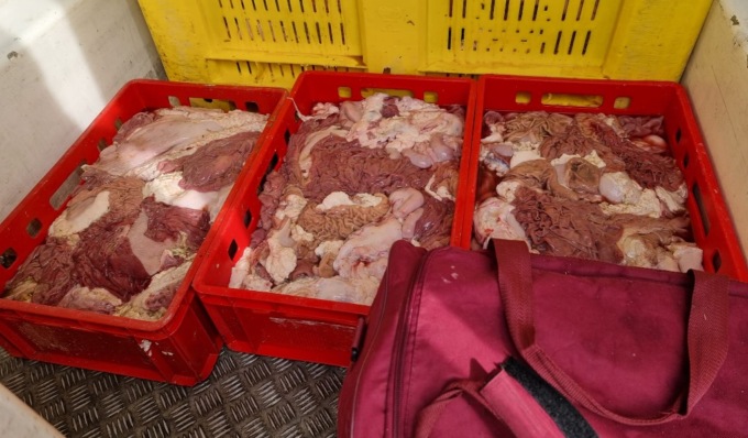 900 kg di trippe e frattaglie trasportati in un furgone a 20 gradi