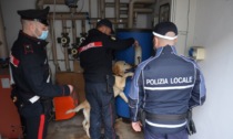 Controlli nel Mantovano, il cane Grinder scova della droga nascosta