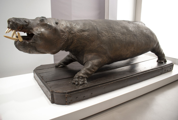 Riapre la Galleria delle Metamorfosi: “Naturalia e Mirabilia” un allestimento permanente che celebra lo sfarzo Gonzaga