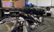 Pesce destinato alla vendita potenzialmente pericolo per la salute umana: maxi sequestro della Finanza