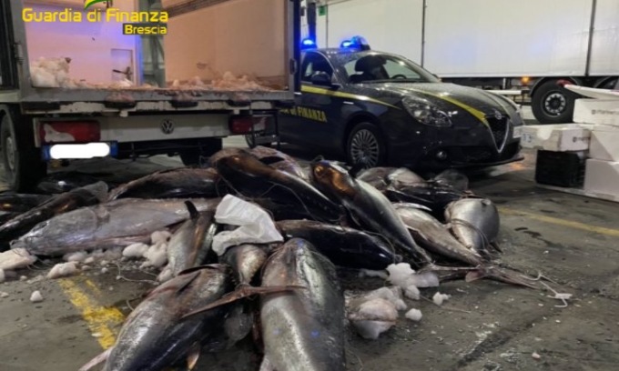 Pesce destinato alla vendita potenzialmente pericolo per la salute umana: maxi sequestro della Finanza