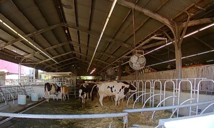 SOS animali nelle stalle, mucche stressate per il caldo: -10% di latte