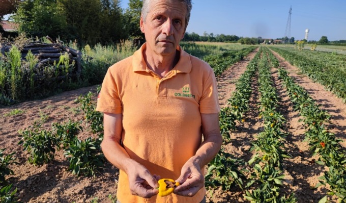 Verdura e frutta ustionate nei campi assediati dal grande caldo e dalla siccità