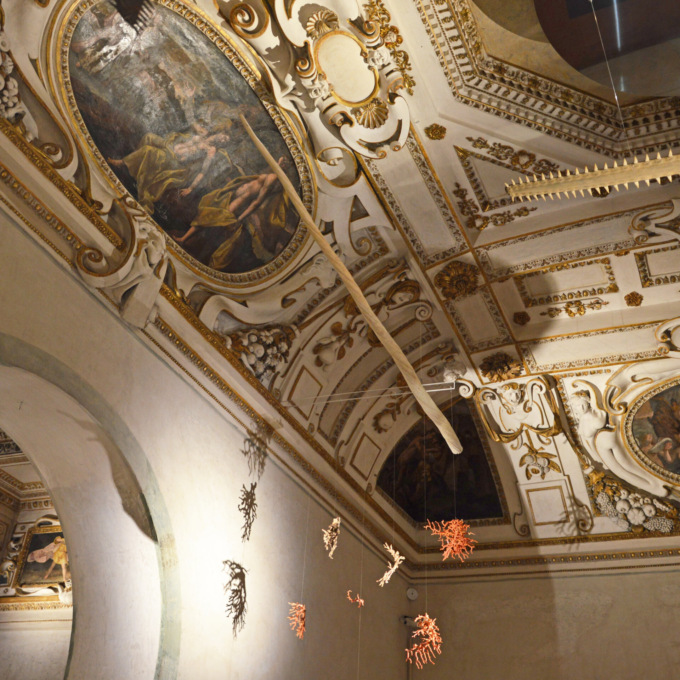 Tra storia e mistero: l’antica zanna di Narvalo a Palazzo Ducale
