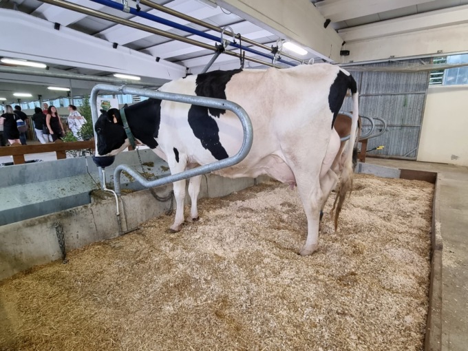 Focus sulla carne bovina: l’incontro in Millenaria
