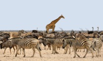 Viaggi e tour safari in Namibia, nell'anima selvaggia dell'Africa