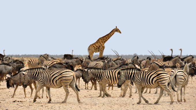 Viaggi e tour safari in Namibia, nell’anima selvaggia dell’Africa