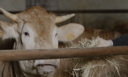 Un caso di dermatite bovina trovato in un allevamento di Porto Mantovano
