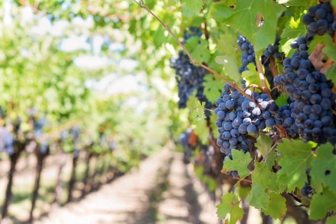Vendemmia Mantova 2022, uve sane e qualità elevata: “Un’ottima annata”