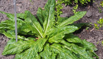 Avvelenamento da mandragora, ATS Val Padana consiglia massima attenzione