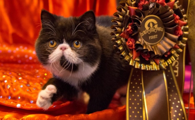 Esposizione felina e benessere della persona: due eventi in Millenaria