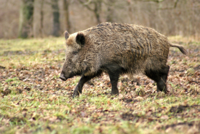 Cinghiale troppo vicino al centro abitato di Viadana: individuato e abbattuto