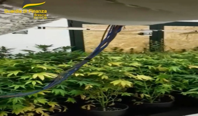 Traffico internazionale di droga, 43 arresti: le serre di marijuana erano in provincia di Mantova